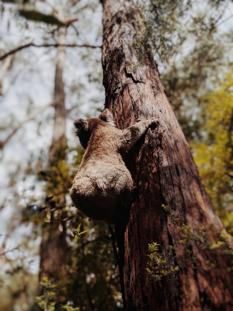 Koala grimpant sur un arbre